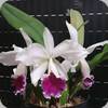 Cattleya labiata semialba